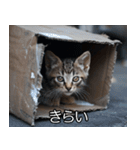 メンヘラ子猫【猫・ねこ・カップル】（個別スタンプ：18）