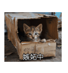 メンヘラ子猫【猫・ねこ・カップル】（個別スタンプ：21）