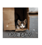 メンヘラ子猫【猫・ねこ・カップル】（個別スタンプ：24）