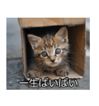 メンヘラ子猫【猫・ねこ・カップル】（個別スタンプ：25）