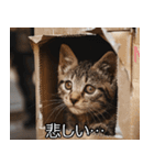 メンヘラ子猫【猫・ねこ・カップル】（個別スタンプ：28）