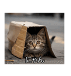 メンヘラ子猫【猫・ねこ・カップル】（個別スタンプ：29）