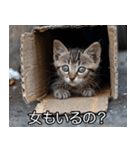 メンヘラ子猫【猫・ねこ・カップル】（個別スタンプ：31）