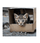 メンヘラ子猫【猫・ねこ・カップル】（個別スタンプ：32）