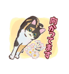 春と桜とねこにゃんず（個別スタンプ：34）