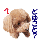 トイプードルのモコちゃん【犬】写真（個別スタンプ：1）