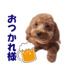 トイプードルのモコちゃん【犬】写真（個別スタンプ：2）