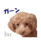 トイプードルのモコちゃん【犬】写真（個別スタンプ：4）