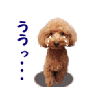 トイプードルのモコちゃん【犬】写真（個別スタンプ：5）