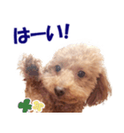 トイプードルのモコちゃん【犬】写真（個別スタンプ：6）
