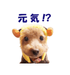 トイプードルのモコちゃん【犬】写真（個別スタンプ：7）