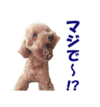 トイプードルのモコちゃん【犬】写真（個別スタンプ：8）