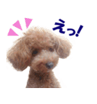 トイプードルのモコちゃん【犬】写真（個別スタンプ：9）
