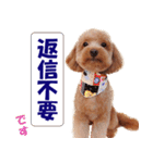 トイプードルのモコちゃん【犬】写真（個別スタンプ：10）