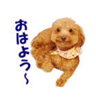 トイプードルのモコちゃん【犬】写真（個別スタンプ：11）