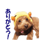 トイプードルのモコちゃん【犬】写真（個別スタンプ：12）