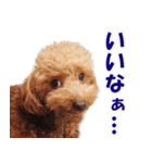 トイプードルのモコちゃん【犬】写真（個別スタンプ：13）