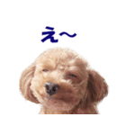 トイプードルのモコちゃん【犬】写真（個別スタンプ：14）