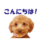 トイプードルのモコちゃん【犬】写真（個別スタンプ：15）
