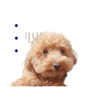 トイプードルのモコちゃん【犬】写真（個別スタンプ：16）