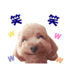 トイプードルのモコちゃん【犬】写真（個別スタンプ：17）