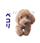 トイプードルのモコちゃん【犬】写真（個別スタンプ：18）