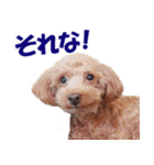 トイプードルのモコちゃん【犬】写真（個別スタンプ：19）