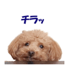 トイプードルのモコちゃん【犬】写真（個別スタンプ：20）
