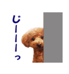トイプードルのモコちゃん【犬】写真（個別スタンプ：21）