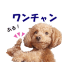 トイプードルのモコちゃん【犬】写真（個別スタンプ：22）