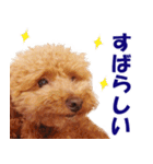 トイプードルのモコちゃん【犬】写真（個別スタンプ：23）