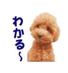トイプードルのモコちゃん【犬】写真（個別スタンプ：24）