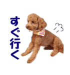 トイプードルのモコちゃん【犬】写真（個別スタンプ：26）