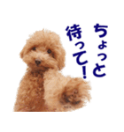 トイプードルのモコちゃん【犬】写真（個別スタンプ：27）