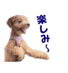 トイプードルのモコちゃん【犬】写真（個別スタンプ：28）