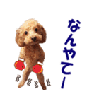 トイプードルのモコちゃん【犬】写真（個別スタンプ：29）