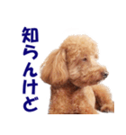 トイプードルのモコちゃん【犬】写真（個別スタンプ：30）