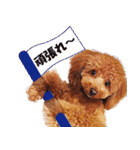 トイプードルのモコちゃん【犬】写真（個別スタンプ：32）