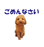 トイプードルのモコちゃん【犬】写真（個別スタンプ：35）