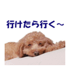 トイプードルのモコちゃん【犬】写真（個別スタンプ：36）