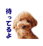 トイプードルのモコちゃん【犬】写真（個別スタンプ：37）