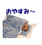 トイプードルのモコちゃん【犬】写真（個別スタンプ：38）