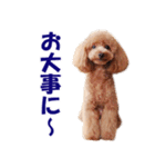 トイプードルのモコちゃん【犬】写真（個別スタンプ：39）