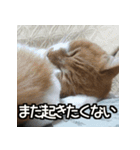 可愛い猫のにゃんだふるライフ（個別スタンプ：3）