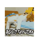 可愛い猫のにゃんだふるライフ（個別スタンプ：5）