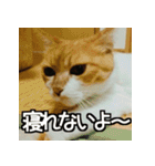 可愛い猫のにゃんだふるライフ（個別スタンプ：6）