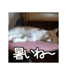 可愛い猫のにゃんだふるライフ（個別スタンプ：7）