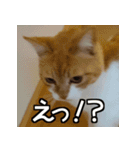 可愛い猫のにゃんだふるライフ（個別スタンプ：10）