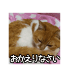 可愛い猫のにゃんだふるライフ（個別スタンプ：11）