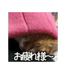 可愛い猫のにゃんだふるライフ（個別スタンプ：13）